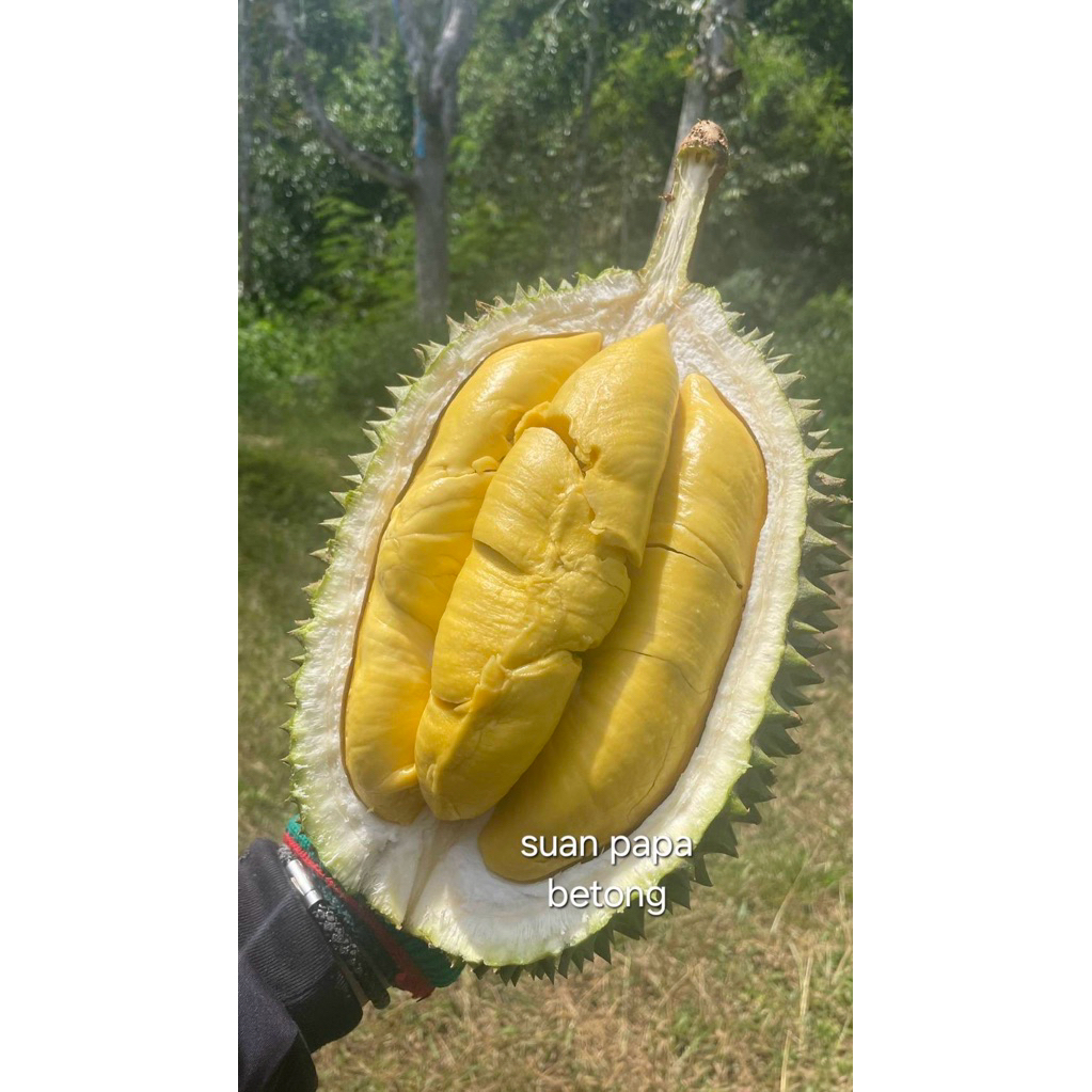ทุเรียนมูซานคิง(เบตง) 🔥พรี่เมี่ยม🔥น้ำหนัก 2.8กิโลขึ้นไป 🔥premium🔥musankingdurian  优质猫山王榴莲 AAA+++ พูเต็ม