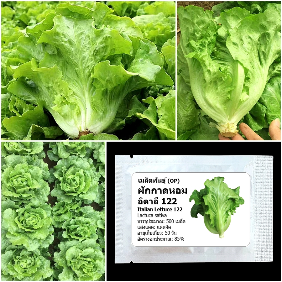 เมล็ดพันธุ์ ผักกาดหอม อิตาลี122 Italian Lettuce Seed บรรจุ 500 เมล็ด คุณภาพดี ของแท้ 100%