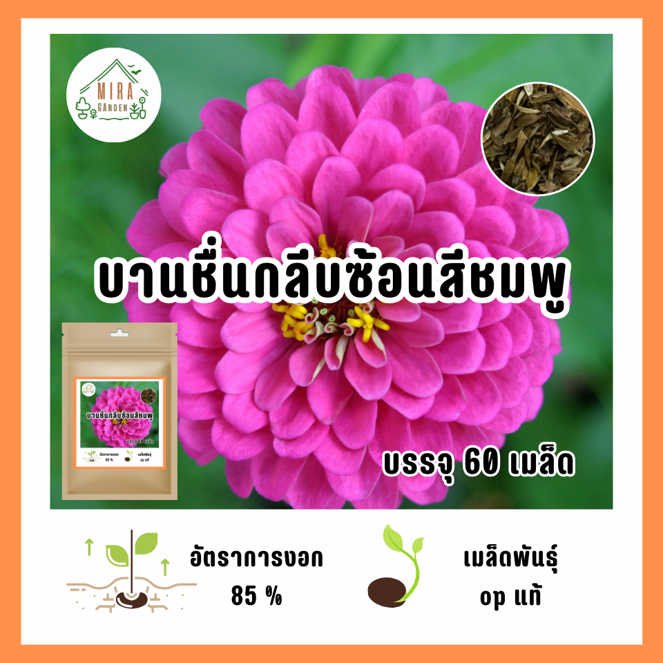 เมล็ดพันธุืบานชื่นสีชมพู 60 เมล็ด