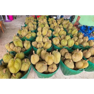 ทุเรียนหมอนทองพระร่วงของแท้ แก่จัด เนื้อดี เนื้อเต็มพู หอม หวาน อร่อย
