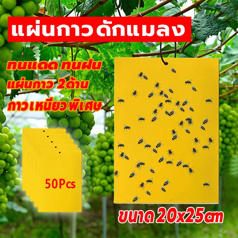 [พร้อมส่ง] แผ่นกาวดักแมลง กาวเหนียว 2 ด้าน มีให้เลือกหลายขนาด ดักแมลงศัตรูพืช กาวดักแมลงวันทอง กำจัดแมลงพลี้ย แมลงหวี่