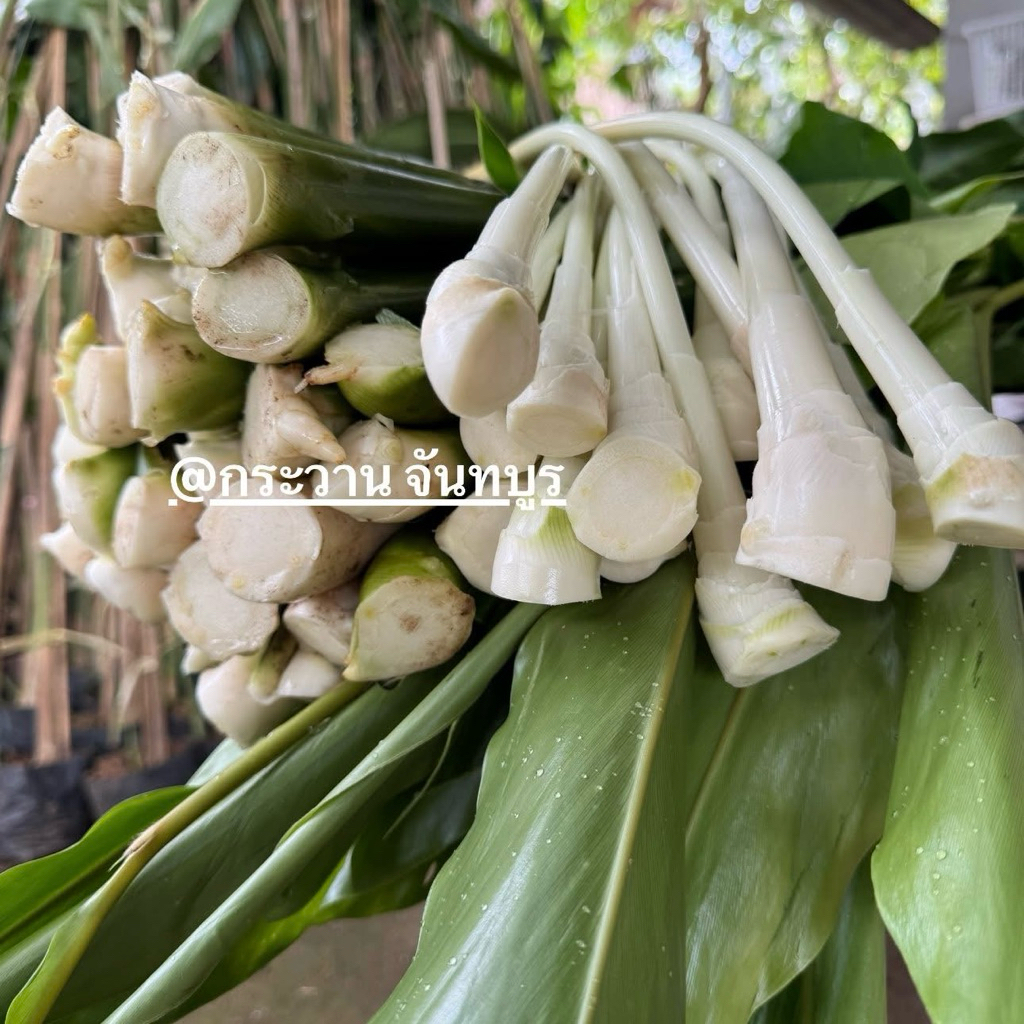หน่อกระวาน สด ชั่งกิโลรวม หน่อกระวานจันทบุรี สำหรับประกอบอาหาร