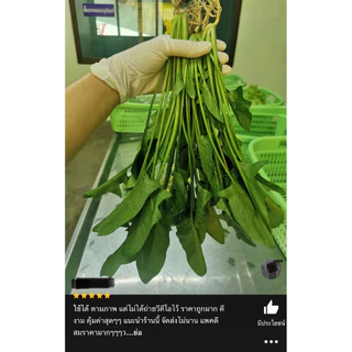 เมล็ดพันธุ์ ปวยเล้ง 40 เมล็ด [ 10แถม2 ]คละได้