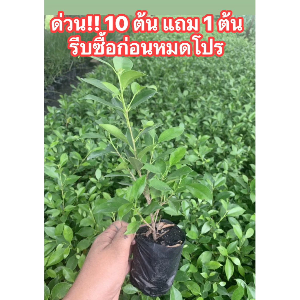 ต้นไทรเกาหลี ไทรเกาหลี (ส่งฟรีทักแชท) ส่งแบบต้นพร้อมถุงดำ (ค่าส่งถูกที่สุด) ขนาด 15-20 ซม  ถุง 2 นิ้ว thumbnail 5