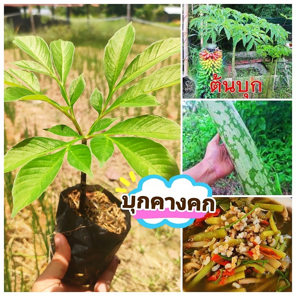 ต้นบุกคางคก ต้นกะผุก ผักพื้นบ้านประกอบได้หลากหลายเมนู ตันพันธุ์เเข็งเเรงพร้อมปลูก สินค้าเสียหายยินดีเคลมฟรี