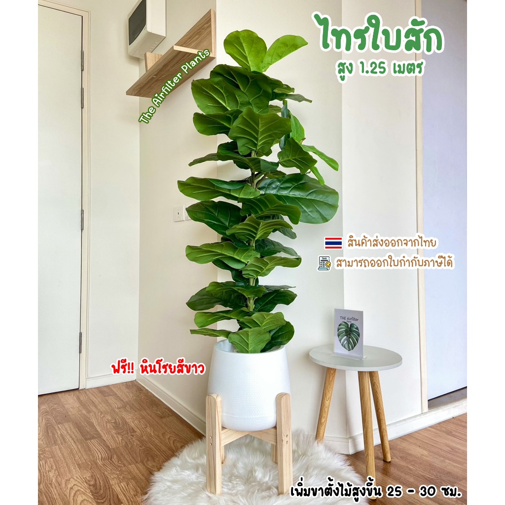 ต้นไม้ปลอมSizeใหญ่  พร้อมกระถางครบเซ็ต(ฟรี!!หินโรยสีขาว) ต้นไทรใบสักสูง125-155ซม.ตั้งข้างทีวี