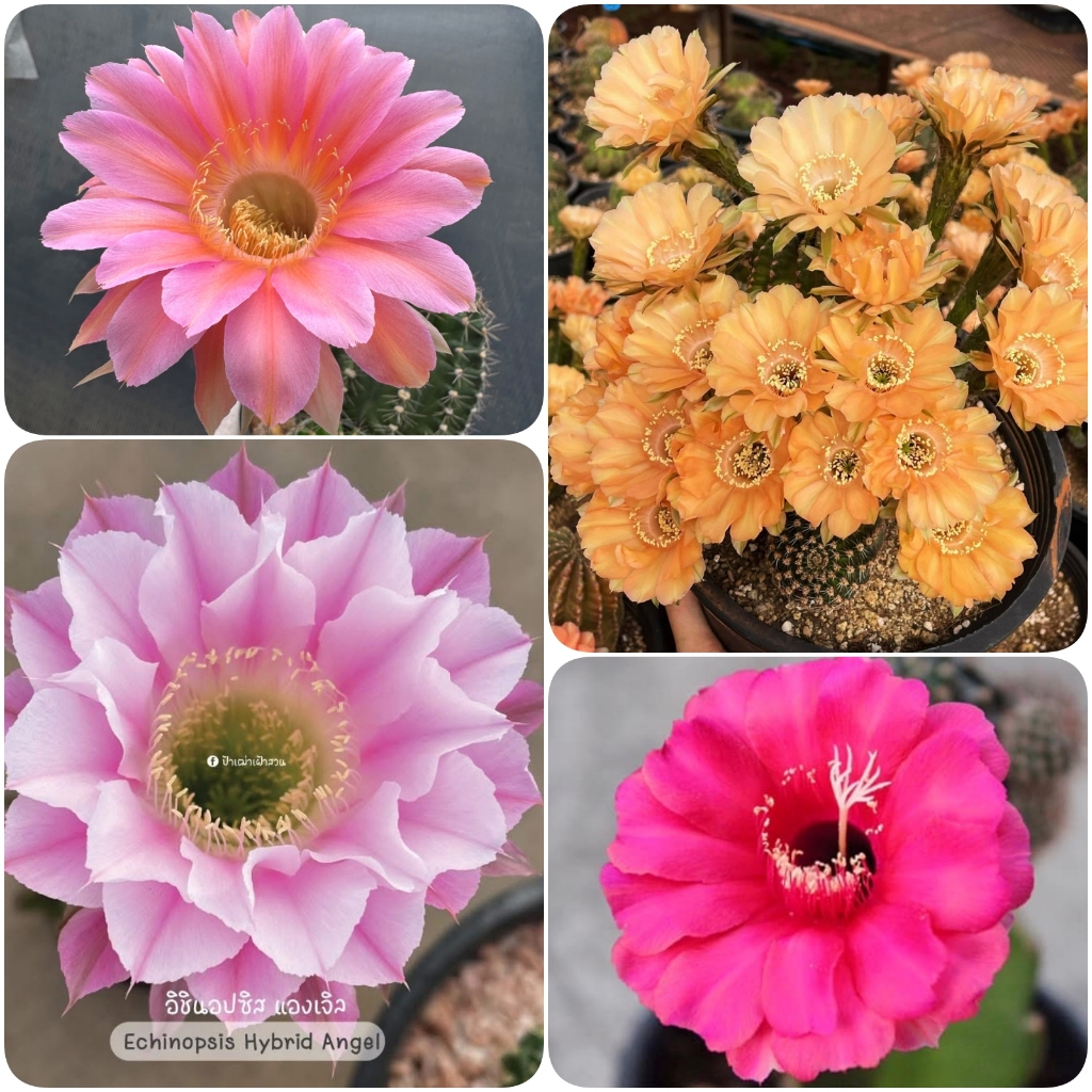 Echinopsis อิชินอป ไฮบริด แองเจิล  พาราเม้าท์ ดอกใหญ่ ดอกสวยมีกลิ่นหอมค่ะ  ราคาเบาๆ (ส่งทั้งกระถาง/ถอดราก)
