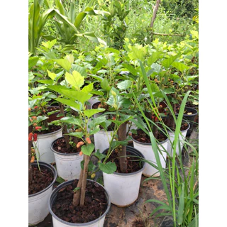 หม่อนเชียงใหม่60กระถาง8”ส่งทั้งกระถาง
