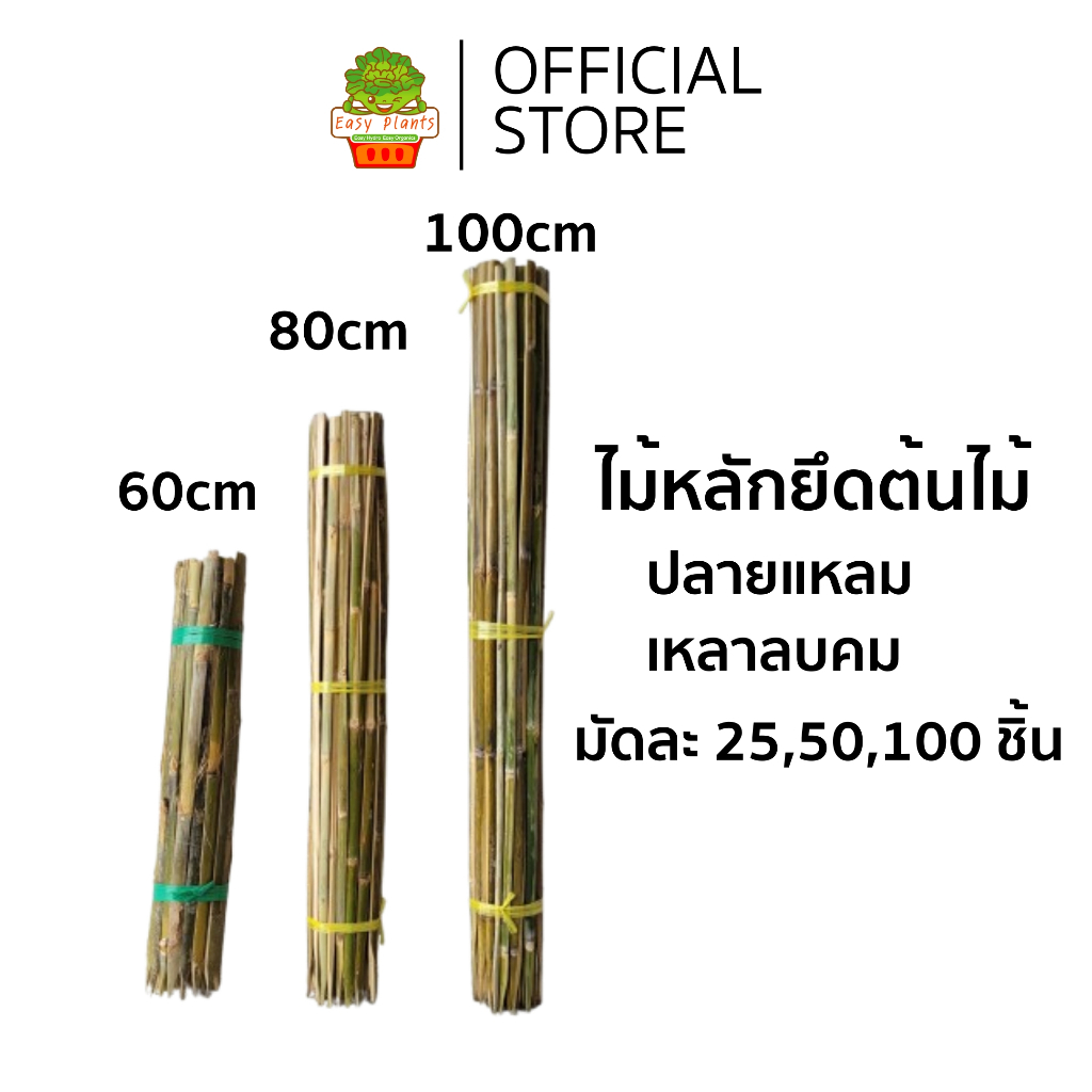 ไม้หลักยึดต้นไม้ ปลายแหลมยาว 100,80,60 ซม จำนวน 25,50,100 ชิ้น เหลาลบคมป้องกันลำต้นโยก ช่วยพยุงลำต้น