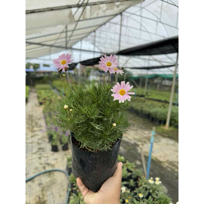 เดชี่ชมพูพิ้งสตาร์//แบบถุงดำ // ดอกไม้กินได้ - รูปที่ 2