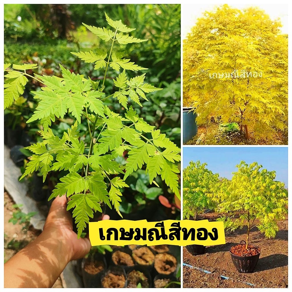 ต้นเกษมณีสีทอง ต้นไม้มงคลเสริมศิริมงคล ต้นไม้ทรงพุ่มสวย ต้นเเข็งเเรงพร้อมปลูก สินค้าเสียหายยินดีเคลมฟรี