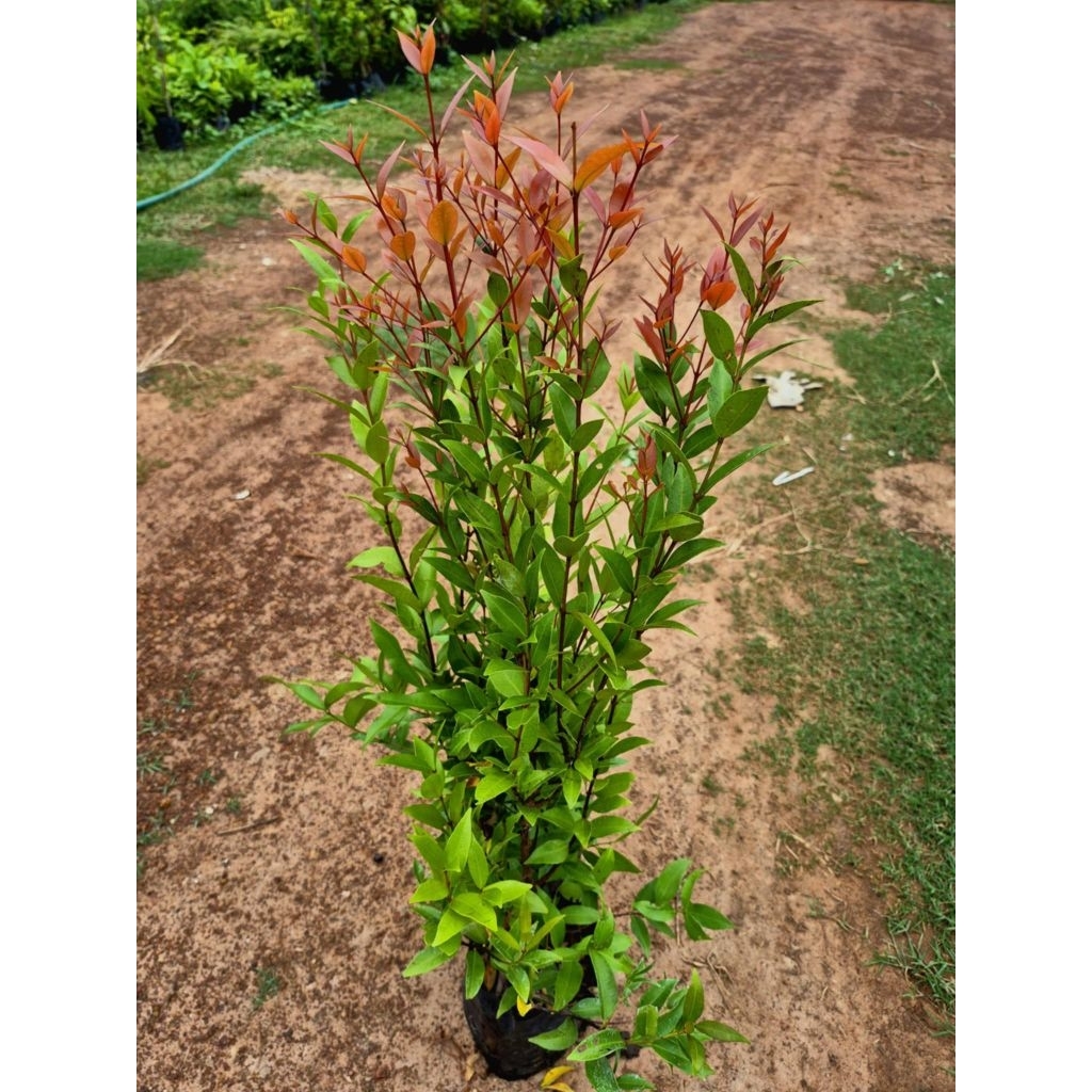 ต้นคริสติน่ายอดแดง ปลูกเป็นไม้ประดับ ปลูกตามแนวรั้วสวย สูง60-70ซ.ม