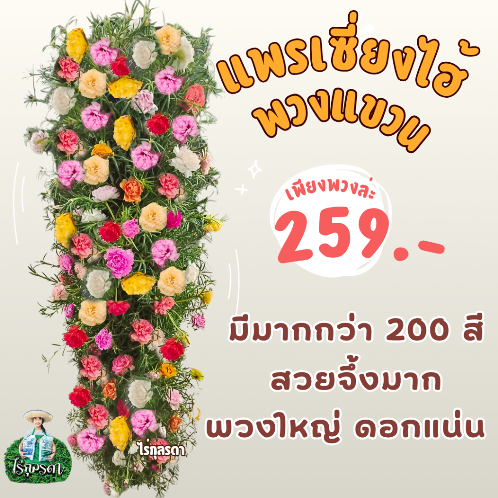 แพรเซี่ยงไฮ้ พวงยาว เลี้ยงง่าย แขวนหรือตั้งพื้นก็ได้ ดอกบานทุกวัน