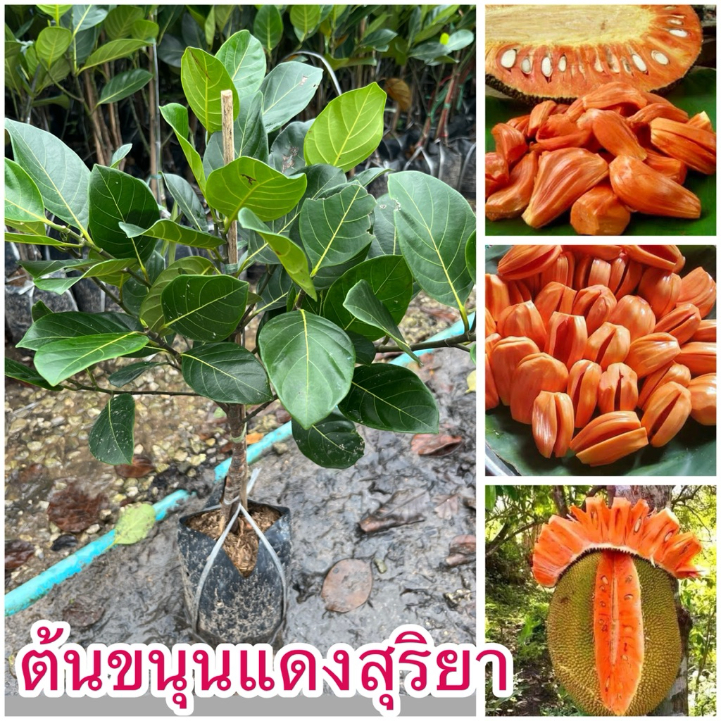 ต้นขนุนแดงสุริยา ต้นทาบกิ่ง สวยๆพร้อมส่ง