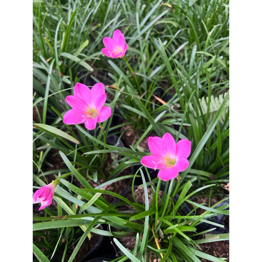 Rain Lily / Fairy Lily ต้น บัวดิน ไม้ดอกคลุมดิน ทนทานต่อสภาพแห้งแล้ง ใช้ปลูกประดับ คลุมดิน หรือลงกระถาง