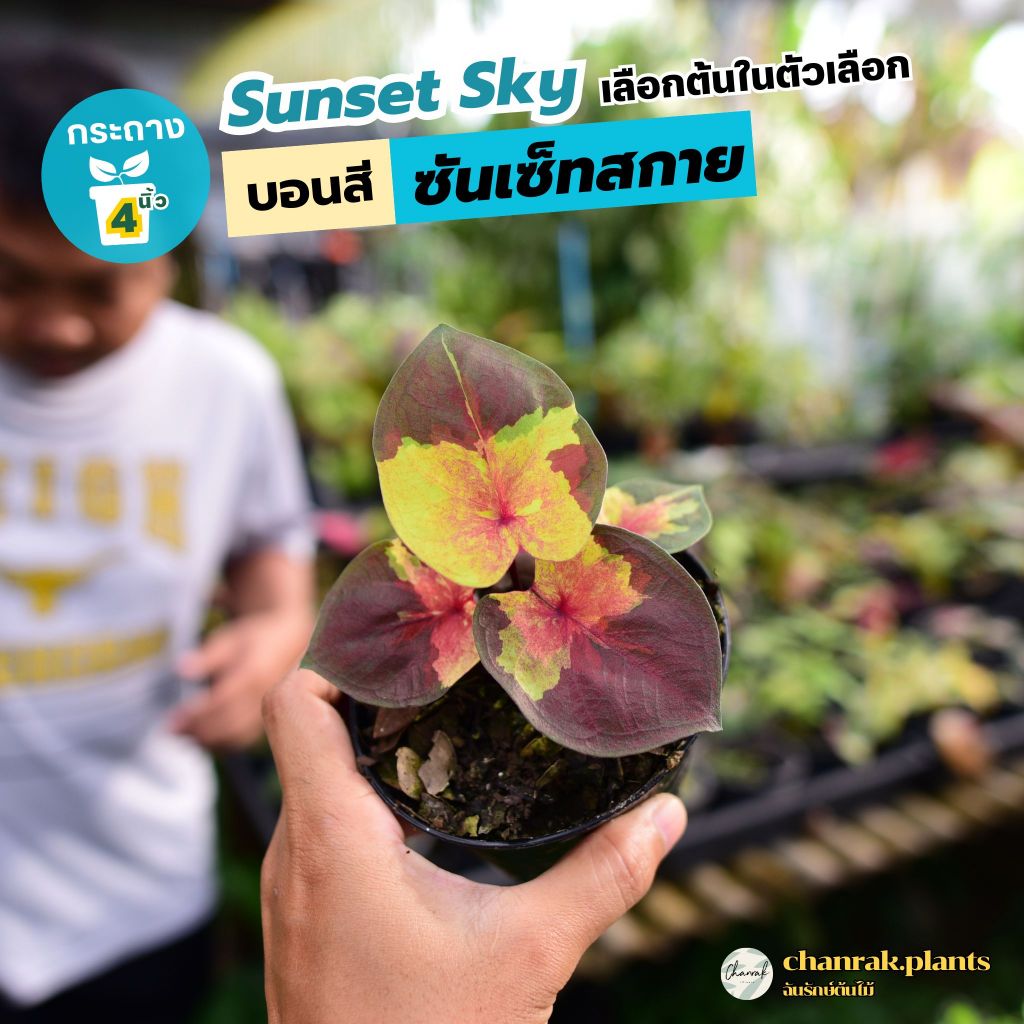 บอนสี ซันเซ็ทสกาย Sunset Sky เลือกต้นในตัวเลือก