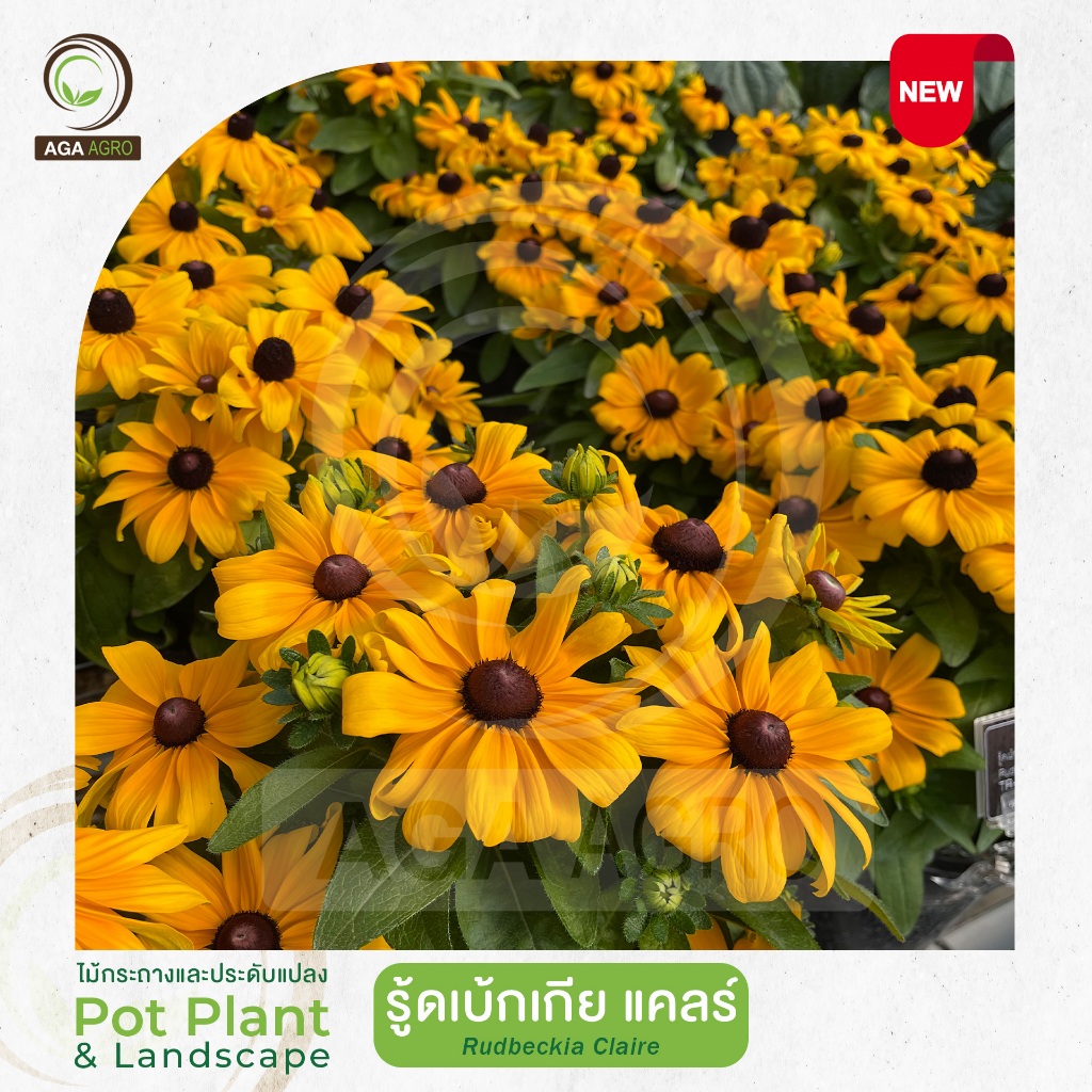 AGA AGRO I "รู้ดเบ้กเกีย แคลร์" สายพันธุ์ใหม่ ต้นเตี้ย