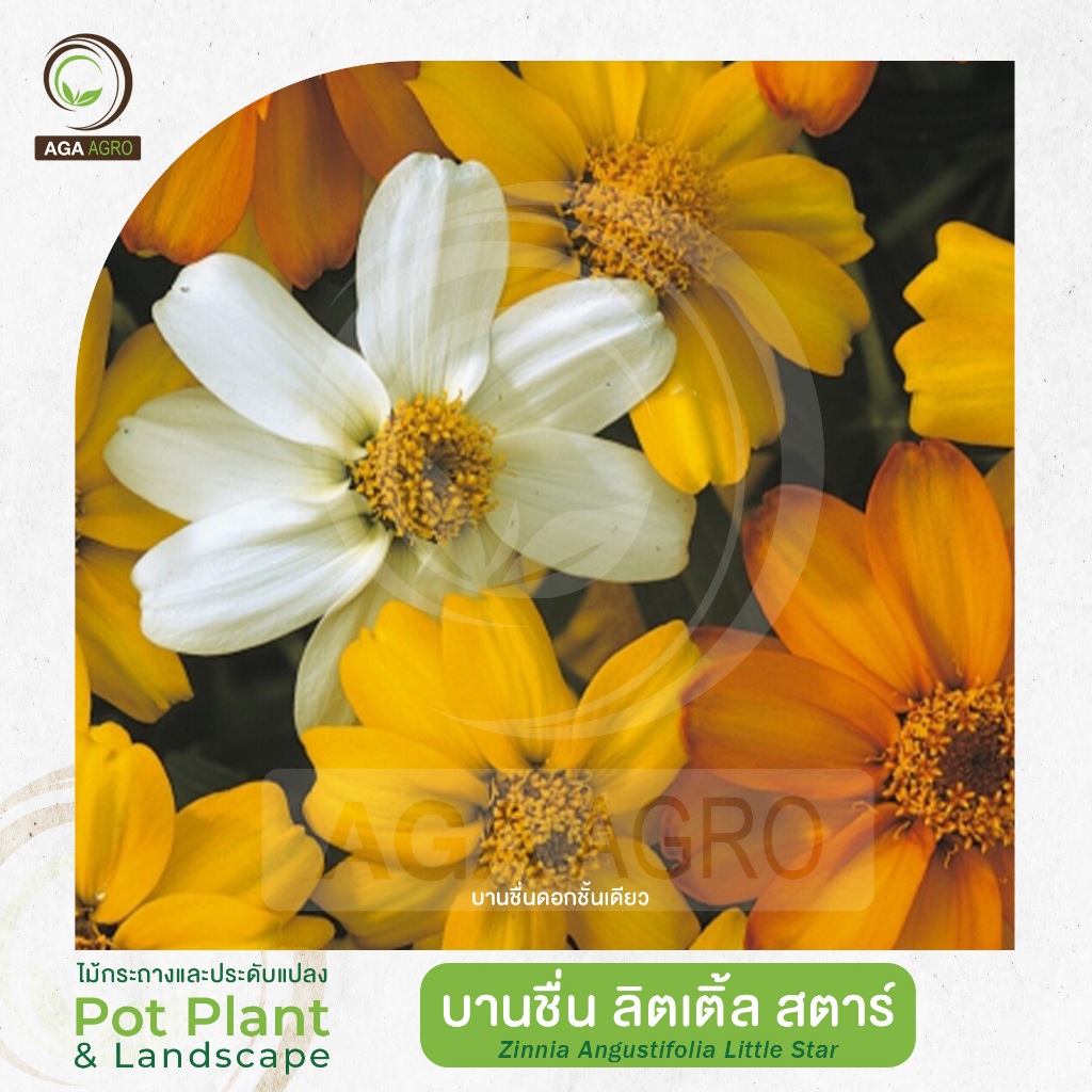 AGA AGRO I "บานชื่น ลิตเติ้ล สตาร์" ดอกชั้นเดียว คลายดาว ทนร้อนทนชื้น โทนเหลืองขาวส้ม-100เมล็ด-Zinnia Little Star