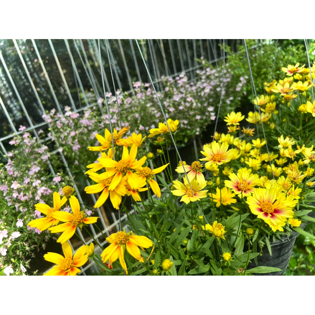 Coreopsis ต้น จันทร์ฉายแคระ หรือ พระจันทร์ฉาย ไม้ดอกไม้ประดับ ใช้จัดสวน สไตล์อังกฤษ ดอกสีเหลืองครีม ชอบแดด  ออกดอกตลอดปี