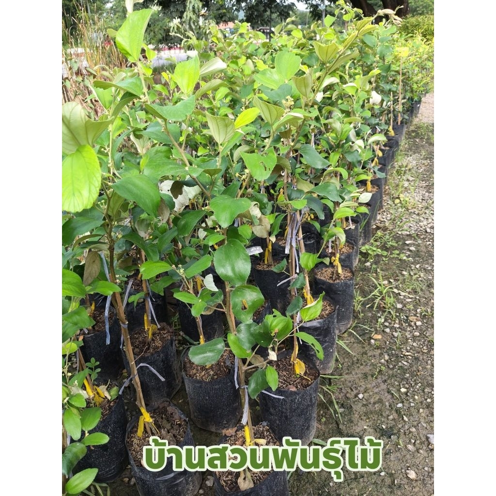 ต้นพุทราหิมะขาว หรือพุทราน้ำอ้อย ต้นทาบกิ่ง สูง 70-90 ซม.