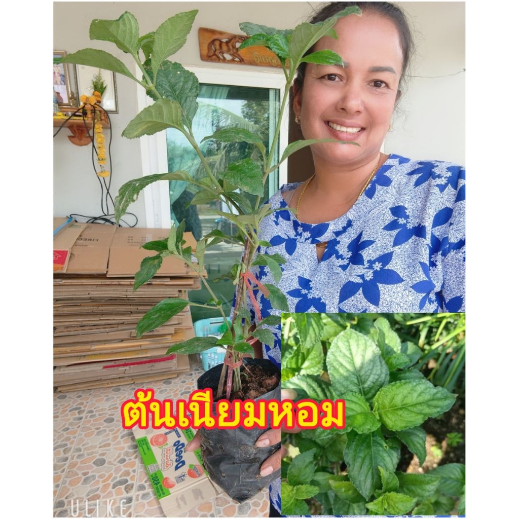 ต้นเนียมหอม หรือเนียมอ้ม สมุนไพรไทย ส่งทั้งถุงชำ พร้อมปลูกได้เลยคะ