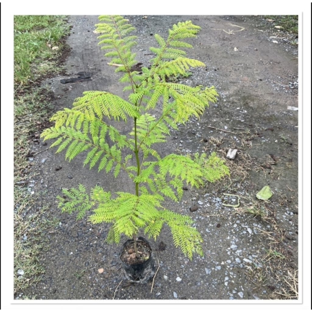 ต้นศรีตรัง เป็นไม้นำโชคดอกสีม่วงครามดอกสวยปลูกง่าย(สูง40-60cm)