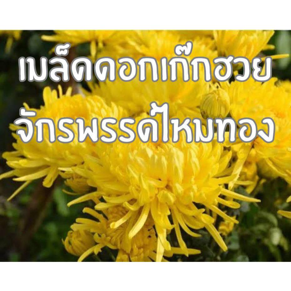 เมล็ดดอกเก๊กฮวยจักรพรรดิสีทอง (金丝皇菊) สายพันธุ์หายากจากจีน สำหรับปลูกทำชาเกรดพรีเมียม จำนวนจำกัด พร้อมส่งในไทย