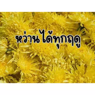 เมล็ดดอกเก๊กฮวยจักรพรรดิสีทอง (金丝皇菊) สายพันธุ์หายากจากจีน สำหรับปลูกทำชาเกรดพรีเมียม จำนวนจำกัด พร้อมส่งในไทย