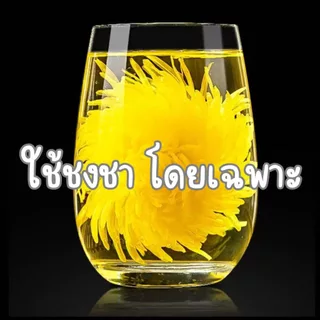 เมล็ดดอกเก๊กฮวยจักรพรรดิสีทอง (金丝皇菊) สายพันธุ์หายากจากจีน สำหรับปลูกทำชาเกรดพรีเมียม จำนวนจำกัด พร้อมส่งในไทย
