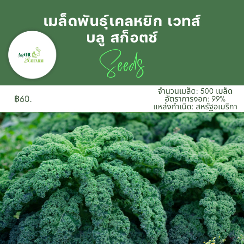 เมล็ดพันธุ์เคล 500 เมล็ด | เคลไดโนซาร์ เคลสการ์เล็ต เคลเวทส์บลู | นำเข้าจากอเมริกา | อัตรางอกสูง - รูปที่ 4
