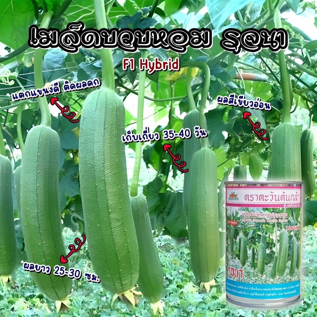 เมล็ดพันธุ์บวบหอม รจนา ตราตะวันต้นกล้า ลูกผสม F1 ขนาด100กรัม ROADJANA เมล็ดบวบหอม เมล็ดพันธุ์ผัก
