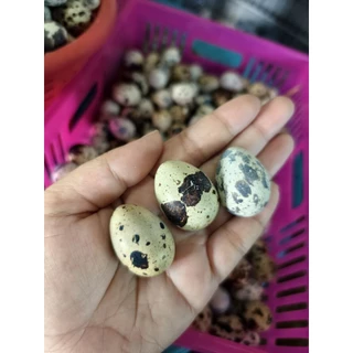 ไข่นกกระทาสดใหม่ จำนวน50ฟอง ไข่นกกระทาสดจากฟาร์ม