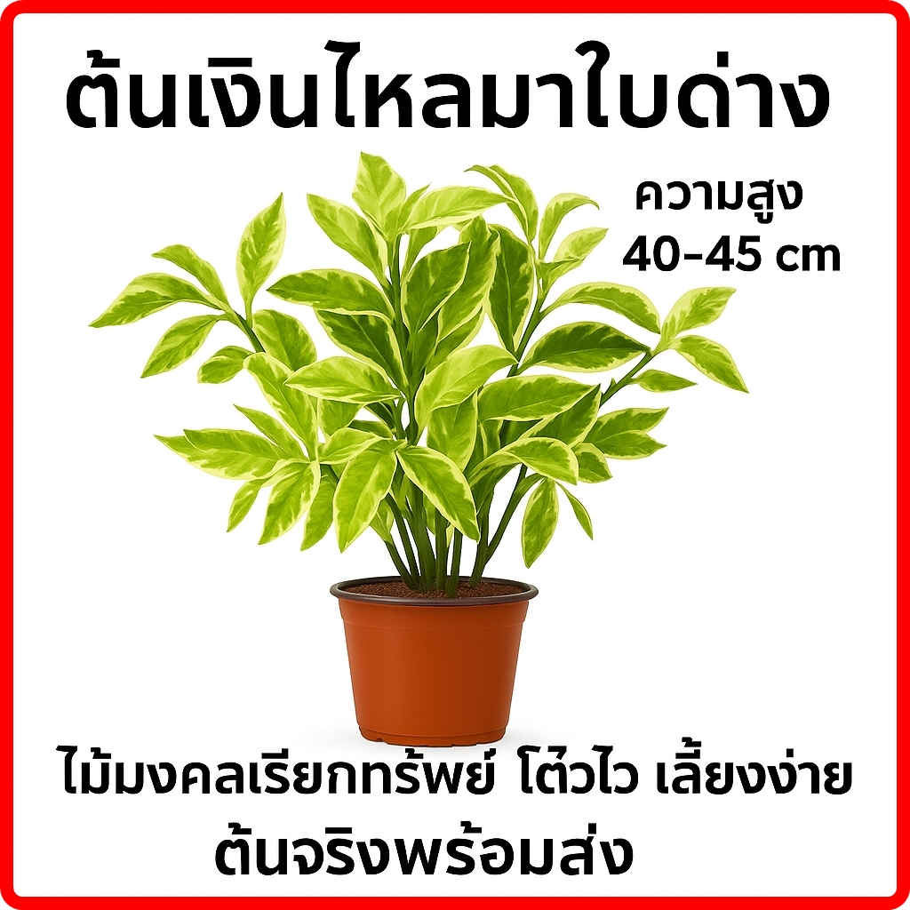 ต้นเงินไหลมาใบด่าง ไม้มงคลเรียกทรัพย์ สูง 40-45cm  โตไว เลี้ยงง่าย รับประกันทุกต้น พร้อมส่ง