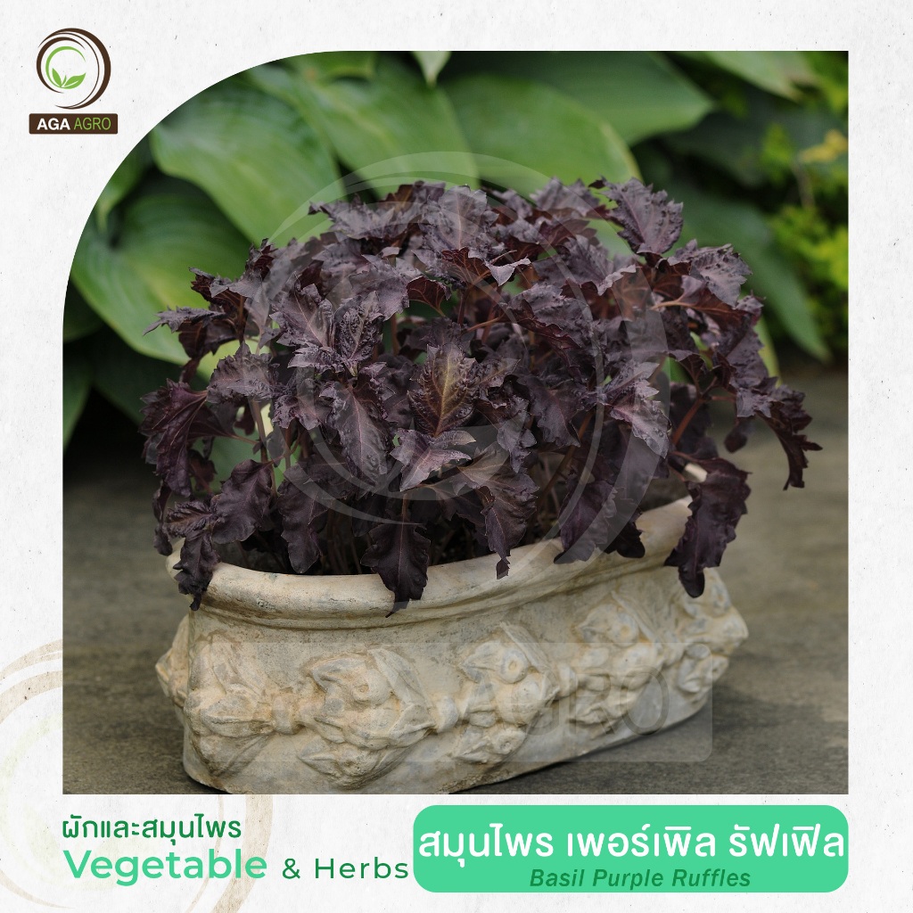 AGA AGRO I"สมุนไพร เพอร์เพิล รัฟเฟิล" สีม่วง ใบหยิก กลิ่นคล้ายกะเพรา-100เมล็ด-Basil Purple Ruffles
