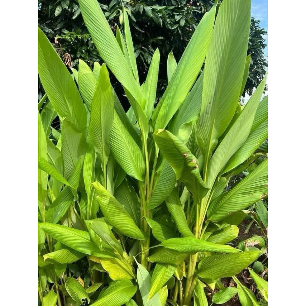 ว่านพะตะบะ แง่งละ  50 บาท ว่านป้องกันภูติผีปีศาจ  สิ่งอัปมงคลทั้งหลาย ป้องกันคุณไส ปลูกไว้บริเวณบ้านหรือจะพกติดตัวไว้