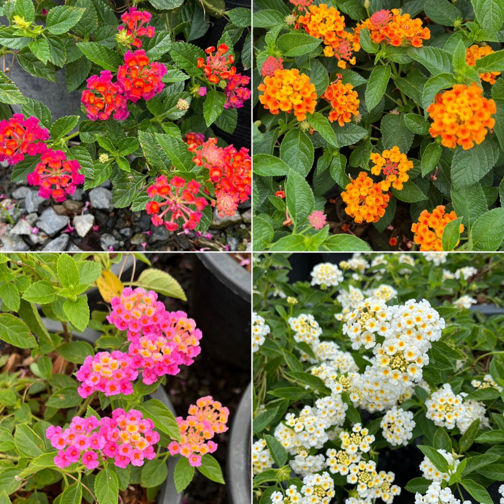 ผกากรอง ไม้ดอกสีสวย เลี้ยงง่าย มีหลายสีให้เลือก Lantana camara, tick berry