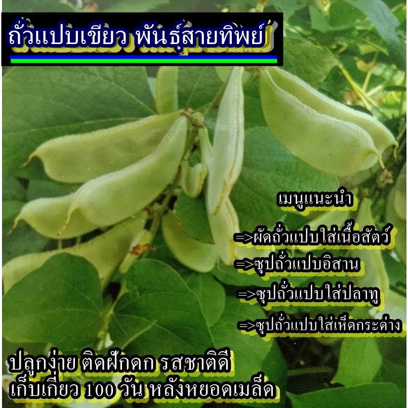 10 เมล็ด เมล็ดถั่วแปบเขียว พันธุ์สายทิพย์ (ปลูกง่าย ติดฝักดก รสชาติดี เก็บเกี่ยว 100 วัน หลังหยอดเมล็ด)