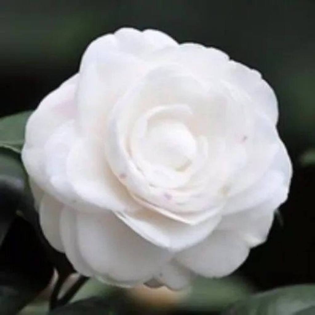 เมล็ดดอกคามิเลียบรรจุ 5เมล็ด Camellia Flower Seeds ปลูกง่าย เหมาะสำหรับการปลูกในทุกภูมิภาคของไทย.