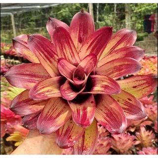 สับปะรดสีNeo. Strawberry roan ขนาดกระถาง6นิ้ว ส่งแบบถอดกระถาง