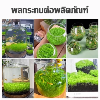ถูกสุด💥เมล็ดไม้น้ำ ตู้ปลา เมล็ดพันธุ์ไม้น้ำ ปลูกตกแต่งตู้ปลา อ่างบัว บ่อปลาปลูกในน้ำมี6ชนิดเลี้ยงปลา