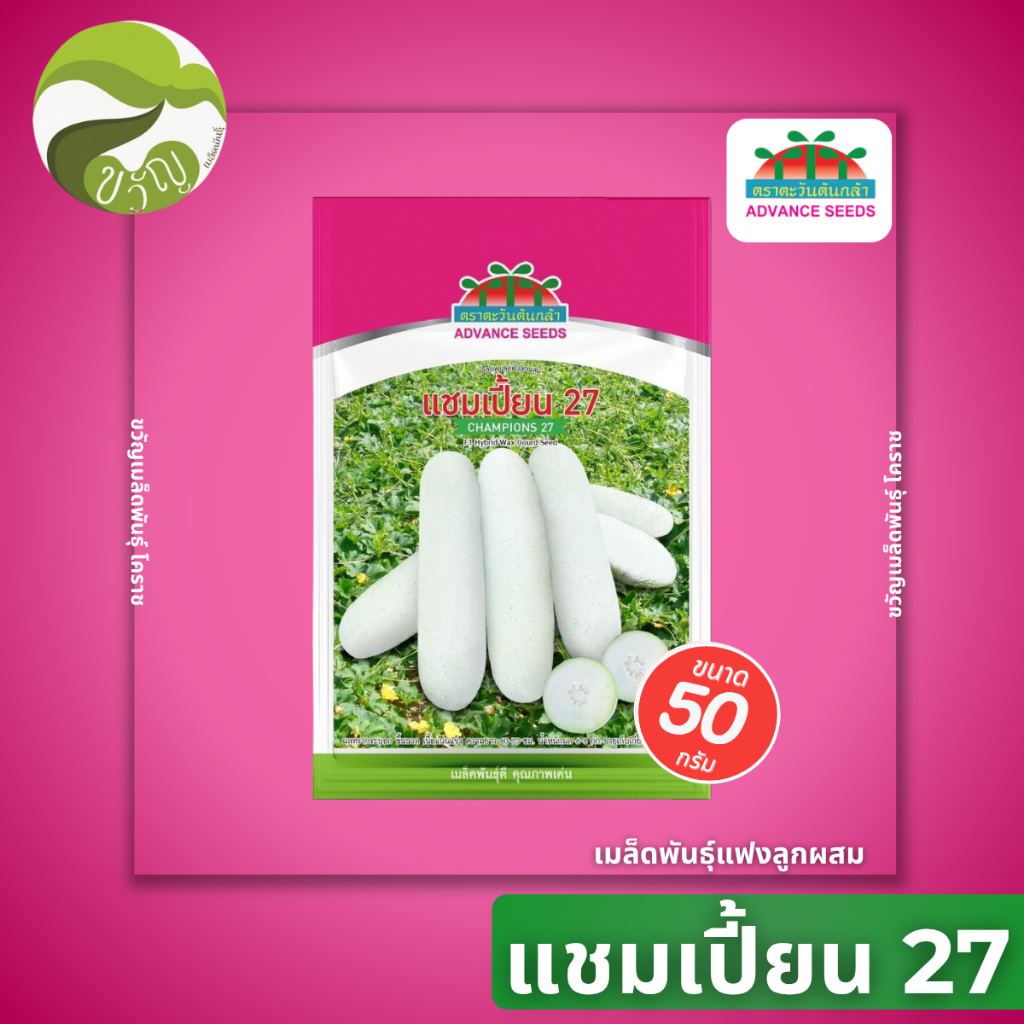 เมล็ดพันธุ์ แฟง ลูกผสม แชมเปี้ยน27 ตราตะวันต้นกล้า ลอตใหม่