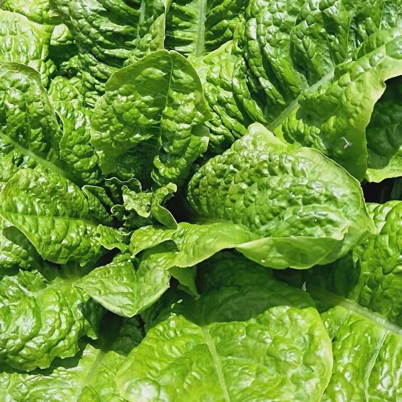 Romaine Lettuce Seeds, Cossvegetable Seeds, Vegetable Seeds, Garden Vegetables, Kitchen 500 เมล็ด