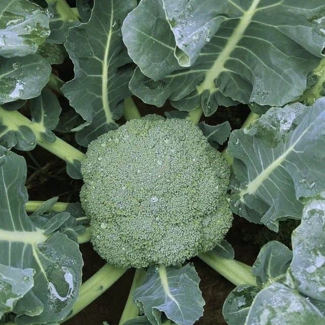 เมล็ดพันธุ์ บร็อคโคลี ประมาณ 150 เมล็ด Broccoli Seeds Organic Vegetable Seeds for Planting เมล็ดพันธุ์แท้