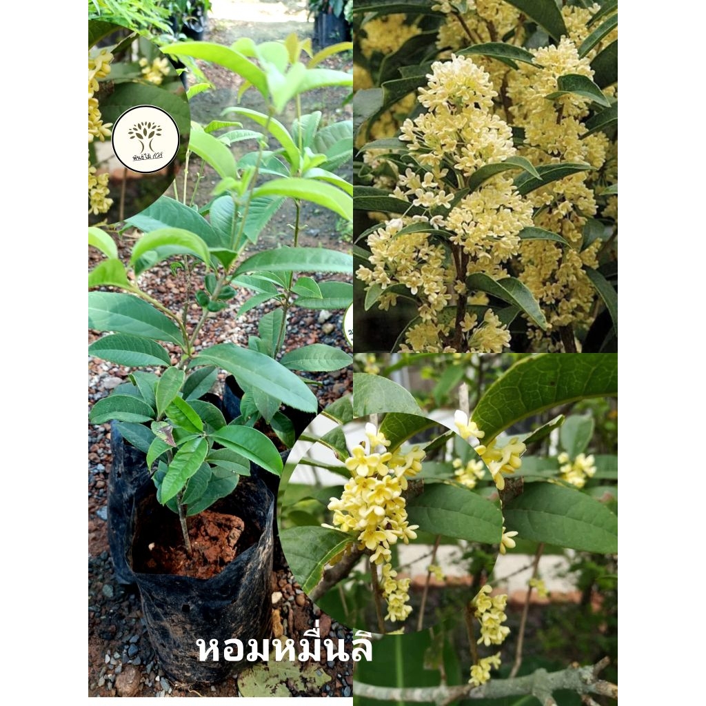 ต้นหอมหมื่นลี้ ไม้ดอกหอม หอมใกล