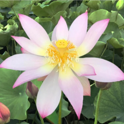 5 เมล็ด บัว สายพันธุ์ FLY TO THE SKY LOTUS 13 สีชมพู