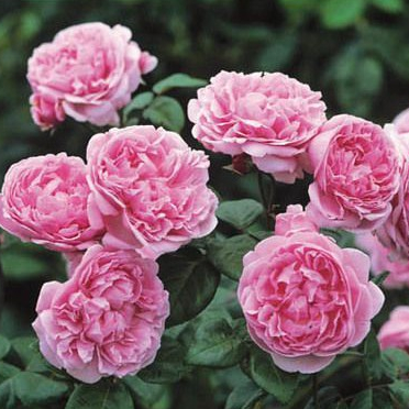 30 เมล็ด เมล็ดพันธุ์ กุหลาบ พันธุ์ Bishop's Castle Rose Seeds ดอกใหญ่