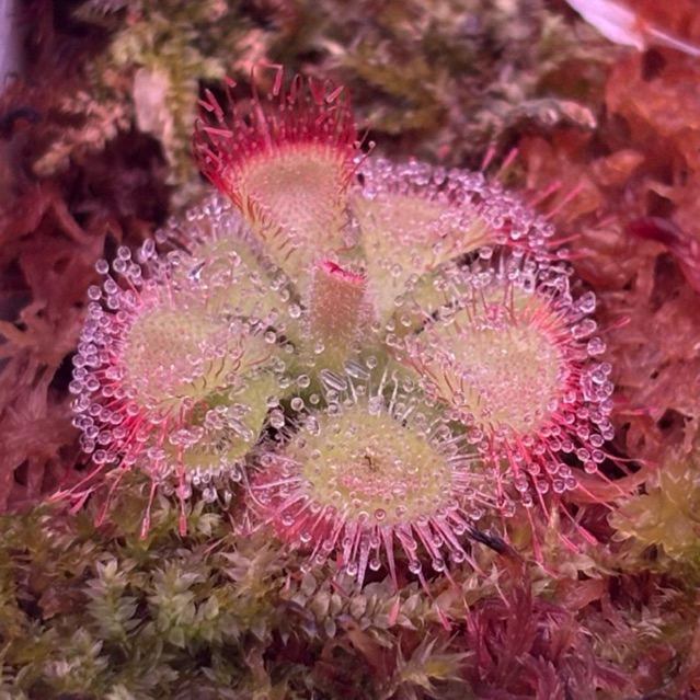 Drosera “Burmannii” หยาดนํ้าค้าง กินเเมลง 2”pot