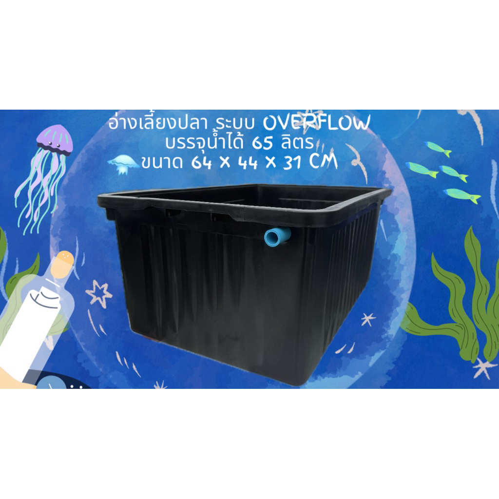 อ่างเลี้ยงปลา 65 ลิตร ระบบoverflow น้ำจะล้นเมื่ออยู่ในระดับท่อ อ่างเลี้ยงปลาเมกาดะ อ่างเลี้ยงปลาหางน