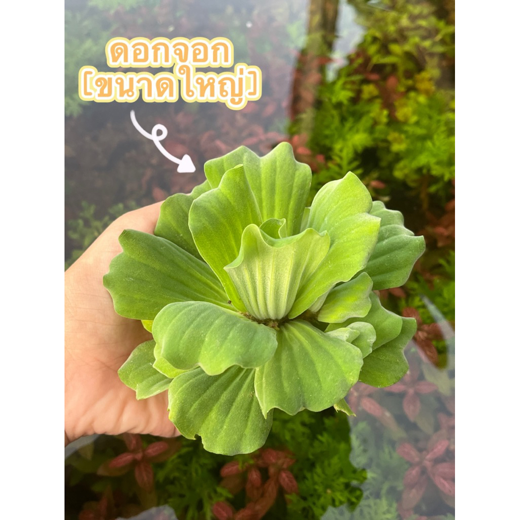 ดอกจอก[ขนาดใหญ่]ลอยในอ่างปลา