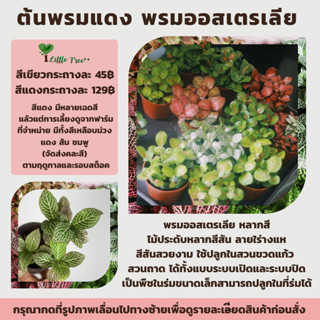 ต้นไม้จิ๋ว สวนขวด สวนถาด ต้นไม้ฟอกอากาศ พรมออสเตรเลีย Fitton…